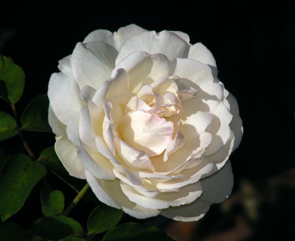 Duchesse de Brabant photo ddb2013_08240016_zpsc4835500.jpg